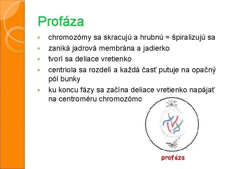 Profáza § § § chromozómy sa skracujú a hrubnú = špiralizujú sa zaniká jadrová