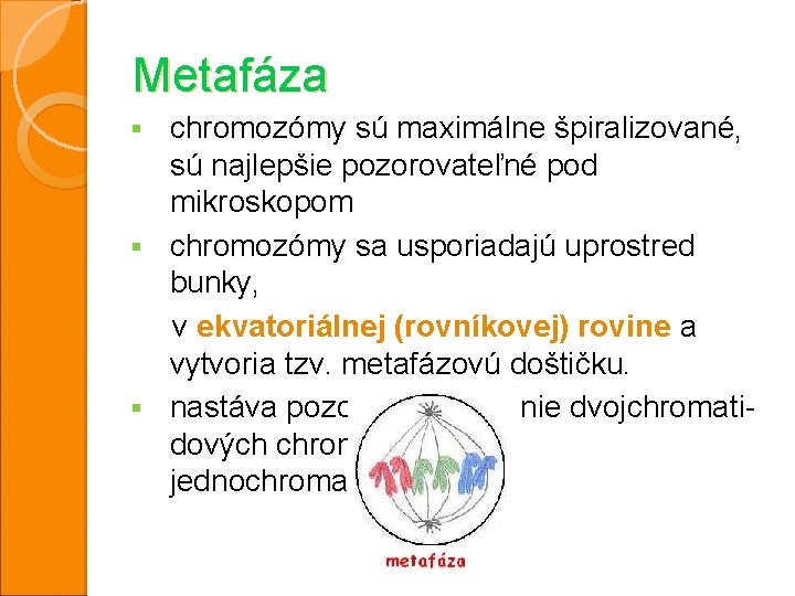 Metafáza chromozómy sú maximálne špiralizované, sú najlepšie pozorovateľné pod mikroskopom § chromozómy sa usporiadajú