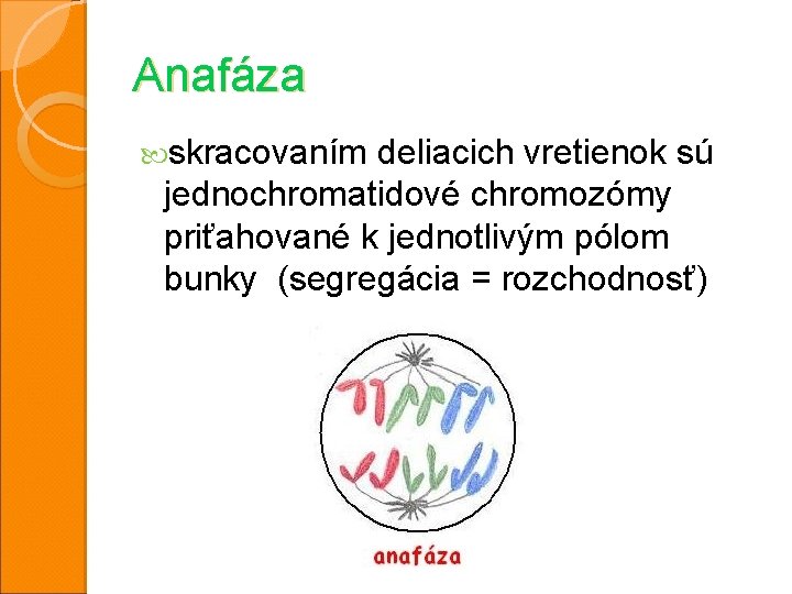 Anafáza skracovaním deliacich vretienok sú jednochromatidové chromozómy priťahované k jednotlivým pólom bunky (segregácia =