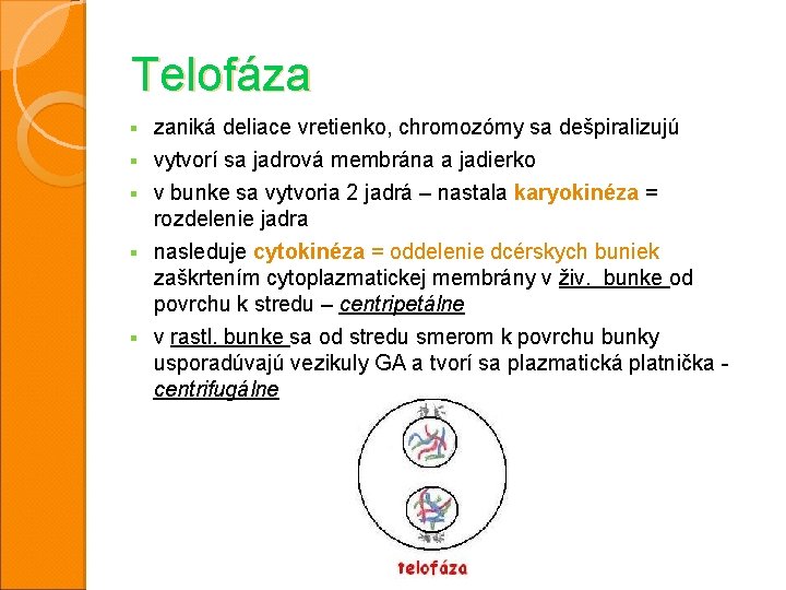 Telofáza zaniká deliace vretienko, chromozómy sa dešpiralizujú § vytvorí sa jadrová membrána a jadierko