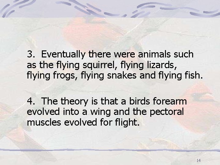 3. Eventually there were animals such as the flying squirrel, flying lizards, flying frogs,