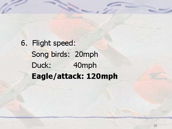 6. Flight speed: Song birds: 20 mph Duck: 40 mph Eagle/attack: 120 mph 20