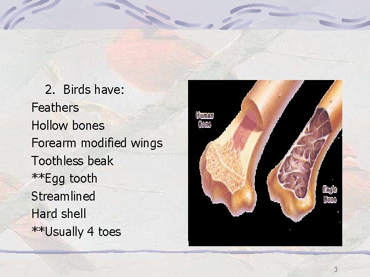 2. Birds have: Feathers Hollow bones Forearm modified wings Toothless beak **Egg tooth Streamlined