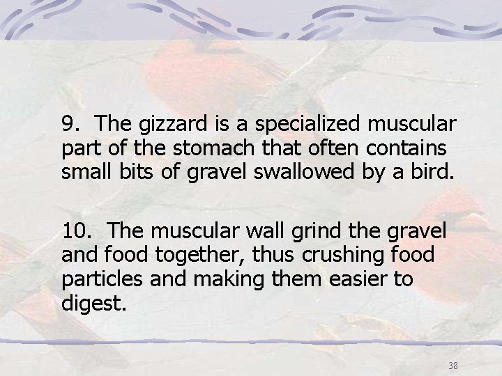 9. The gizzard is a specialized muscular part of the stomach that often contains
