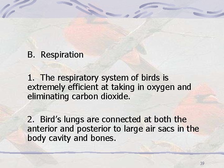 B. Respiration 1. The respiratory system of birds is extremely efficient at taking in