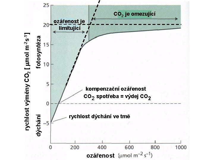 fotosyntéza Compensation irradiance kompenzační ozářenost CO 2 spotřeba = výdej CO 2 dýchání rychlost