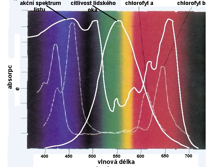 citlivost lidského oka chlorofyl b absorpc e akční spektrum listu 400 450 500 550