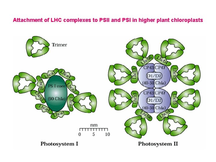 Attachment of LHC complexes to PSII and PSI in higher plant chloroplasts 
