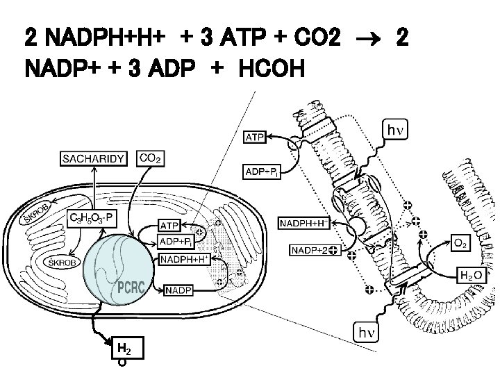 2 NADPH+H+ + 3 ATP + CO 2 2 NADP+ + 3 ADP +