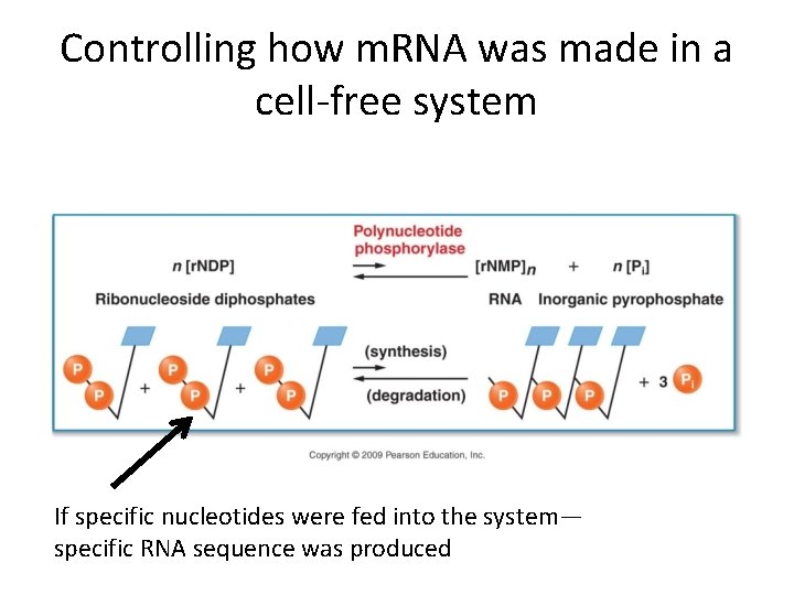 Controlling how m. RNA was made in a cell-free system If specific nucleotides were