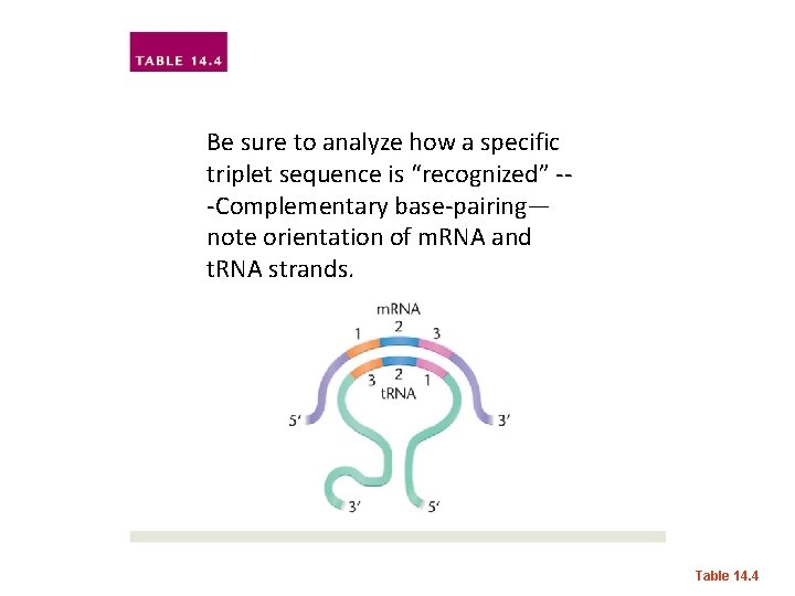 Be sure to analyze how a specific triplet sequence is “recognized” --Complementary base-pairing— note