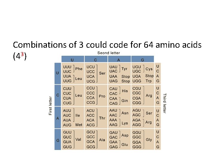 Combinations of 3 could code for 64 amino acids (43) 