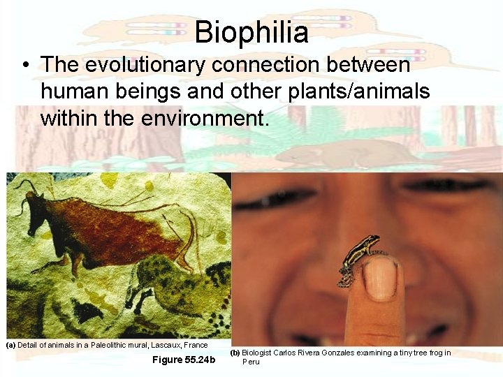 Biophilia • The evolutionary connection between human beings and other plants/animals within the environment.