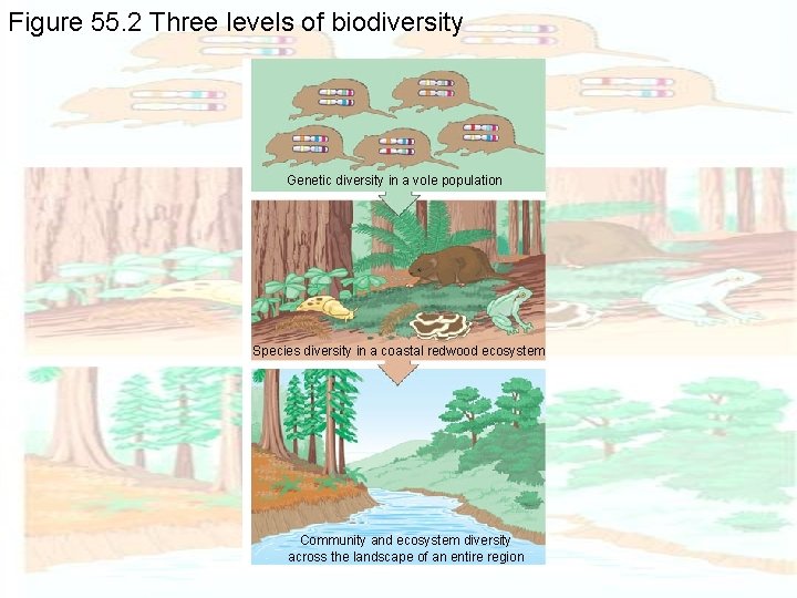 Figure 55. 2 Three levels of biodiversity Genetic diversity in a vole population Species