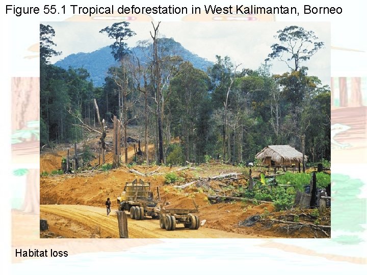 Figure 55. 1 Tropical deforestation in West Kalimantan, Borneo Habitat loss 
