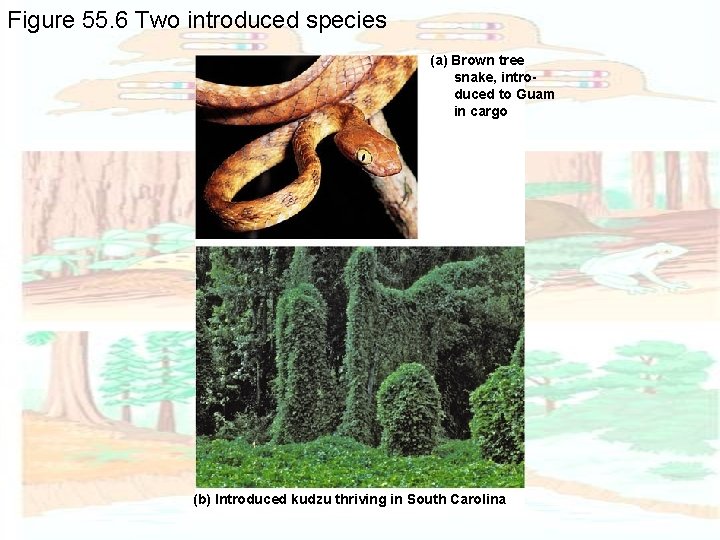 Figure 55. 6 Two introduced species (a) Brown tree snake, introduced to Guam in