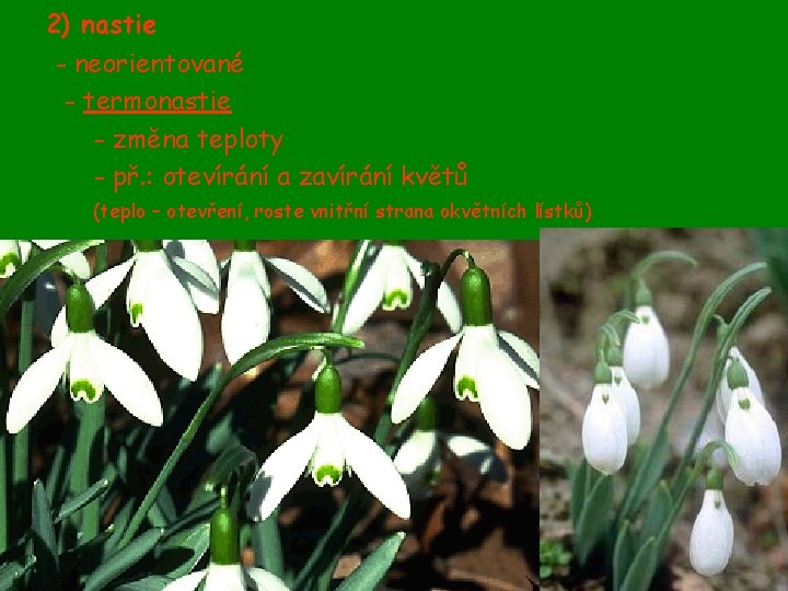 2) nastie - neorientované - termonastie - změna teploty - př. : otevírání a 2) nastie - neorientované - termonastie - změna teploty - př. : otevírání a