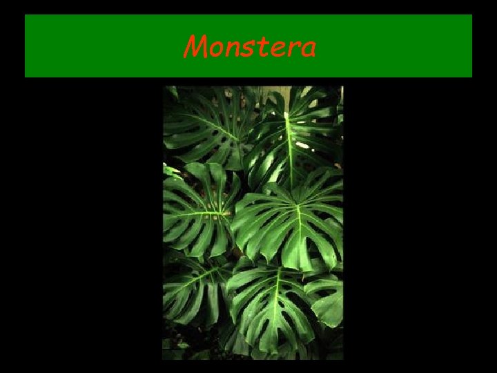 Monstera 