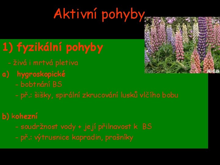 Aktivní pohyby 1) fyzikální pohyby - živá i mrtvá pletiva a) hygroskopické - bobtnání Aktivní pohyby 1) fyzikální pohyby - živá i mrtvá pletiva a) hygroskopické - bobtnání