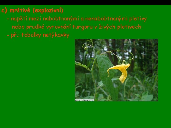 c) mrštivé (explozivní) - napětí mezi nabobtnanými a nenabobtnanými pletivy nebo prudké vyrovnání turgoru c) mrštivé (explozivní) - napětí mezi nabobtnanými a nenabobtnanými pletivy nebo prudké vyrovnání turgoru