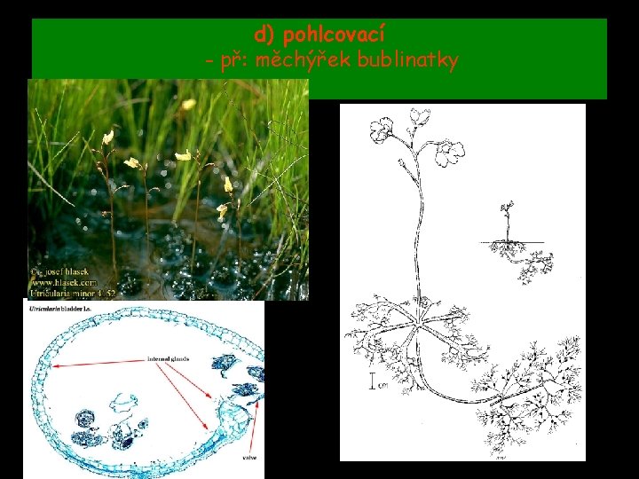 d) pohlcovací - př: měchýřek bublinatky 