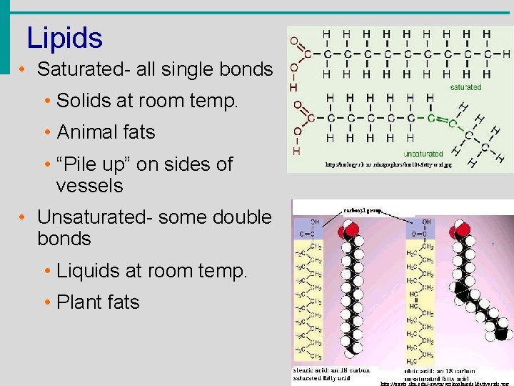 Lipids • Saturated- all single bonds • Solids at room temp. • Animal fats
