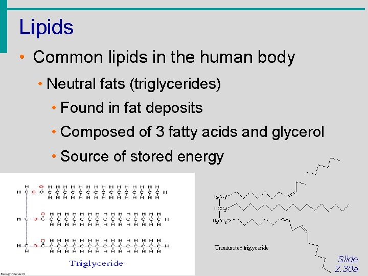 Lipids • Common lipids in the human body • Neutral fats (triglycerides) • Found