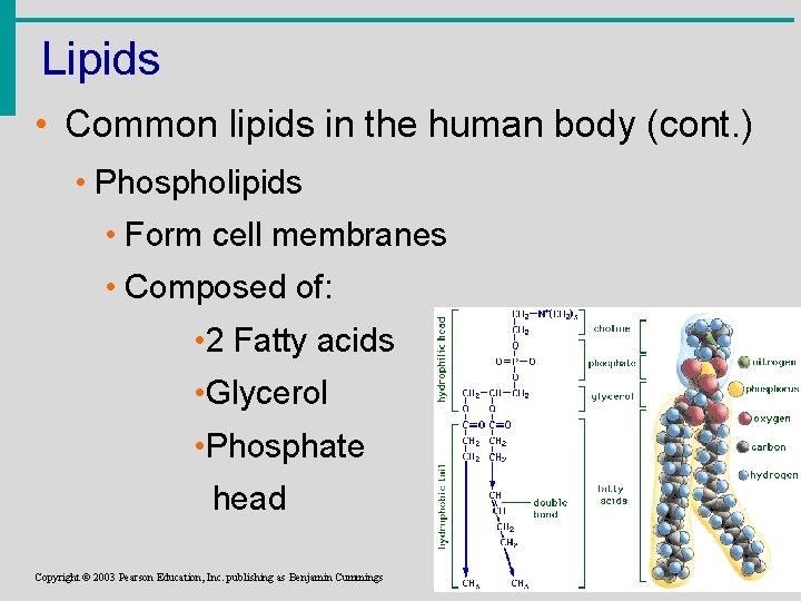 Lipids • Common lipids in the human body (cont. ) • Phospholipids • Form