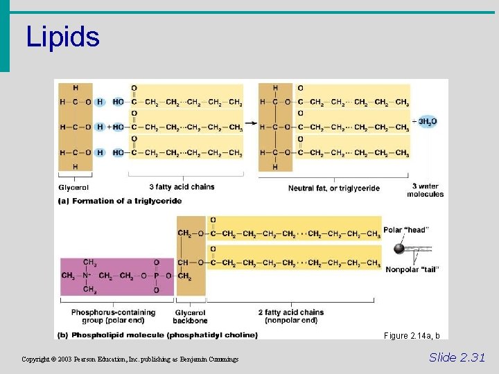 Lipids Figure 2. 14 a, b Copyright © 2003 Pearson Education, Inc. publishing as
