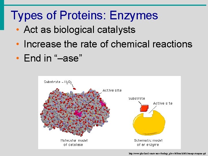 Types of Proteins: Enzymes • Act as biological catalysts • Increase the rate of