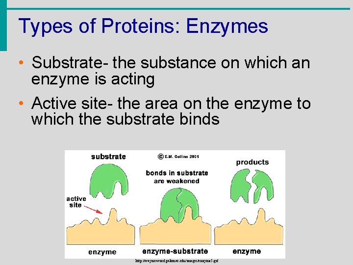 Types of Proteins: Enzymes • Substrate- the substance on which an enzyme is acting