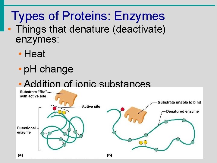 Types of Proteins: Enzymes • Things that denature (deactivate) enzymes: • Heat • p.