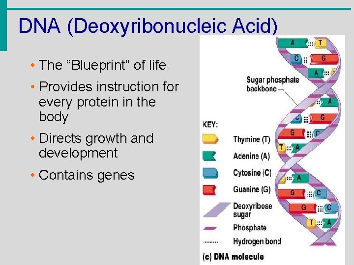 DNA (Deoxyribonucleic Acid) • The “Blueprint” of life • Provides instruction for every protein