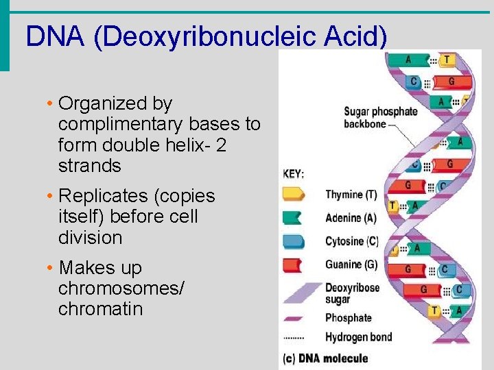 DNA (Deoxyribonucleic Acid) • Organized by complimentary bases to form double helix- 2 strands