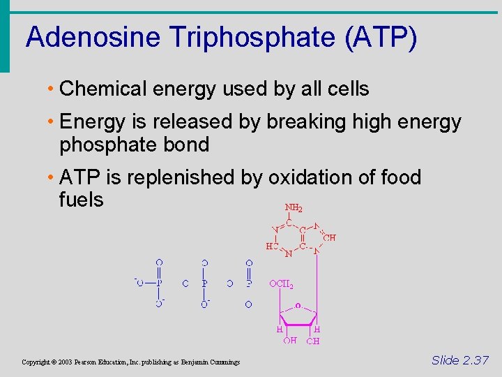 Adenosine Triphosphate (ATP) • Chemical energy used by all cells • Energy is released