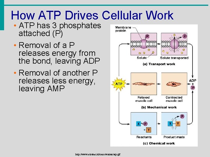How ATP Drives Cellular Work • ATP has 3 phosphates attached (P) • Removal