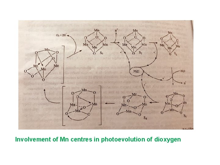 Involvement of Mn centres in photoevolution of dioxygen 