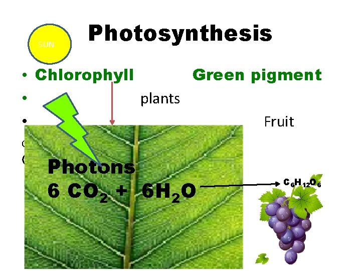 SUN Photosynthesis • Chlorophyll Green pigment • plants • Fruit Glucose GLUCOSE Photons 6
