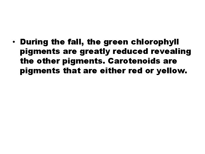  • During the fall, the green chlorophyll pigments are greatly reduced revealing the