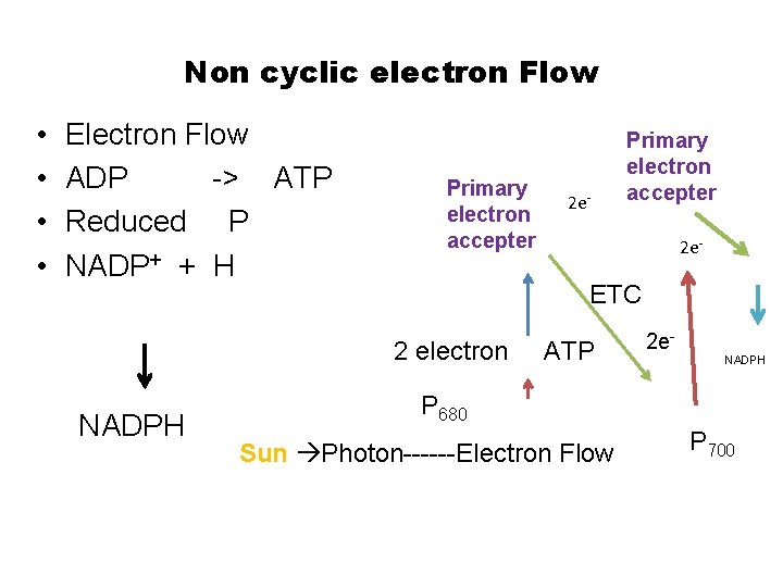 Non cyclic electron Flow • • Electron Flow ADP -> ATP Reduced P NADP+