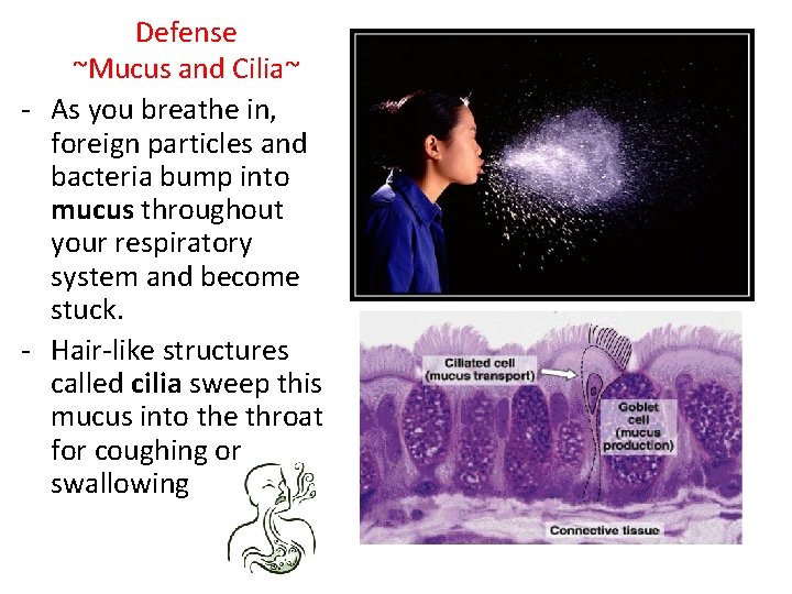 Defense ~Mucus and Cilia~ - As you breathe in, foreign particles and bacteria bump