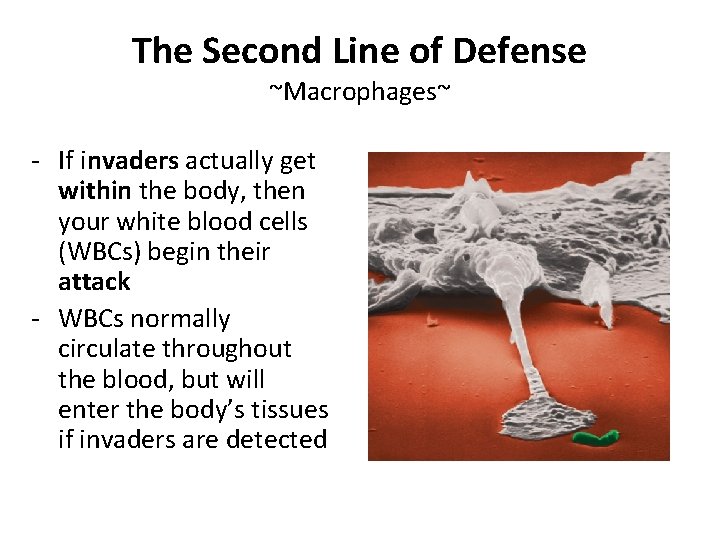 The Second Line of Defense ~Macrophages~ - If invaders actually get within the body,