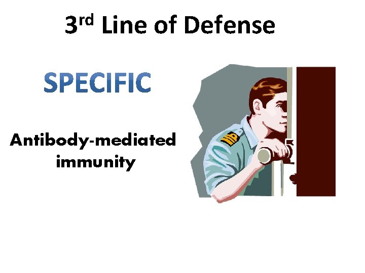 rd 3 Line of Defense Antibody-mediated immunity 