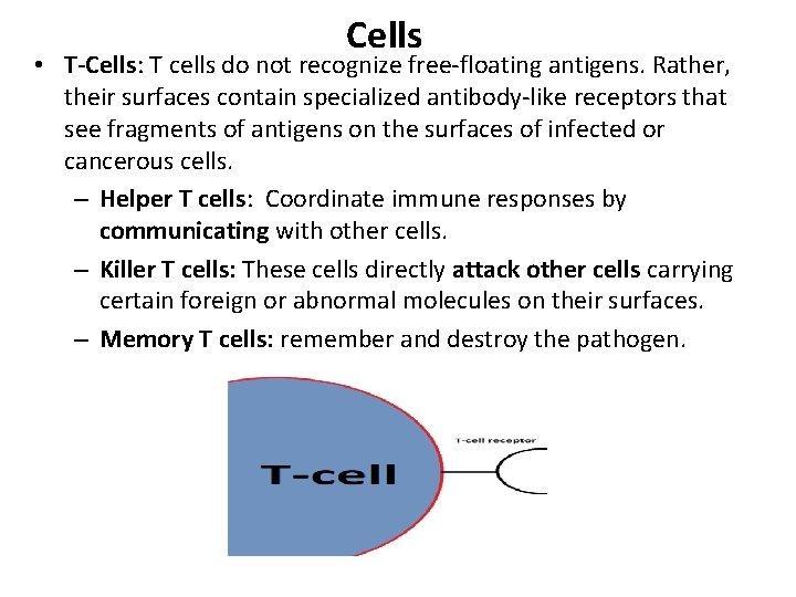 Cells • T-Cells: T cells do not recognize free-floating antigens. Rather, their surfaces contain