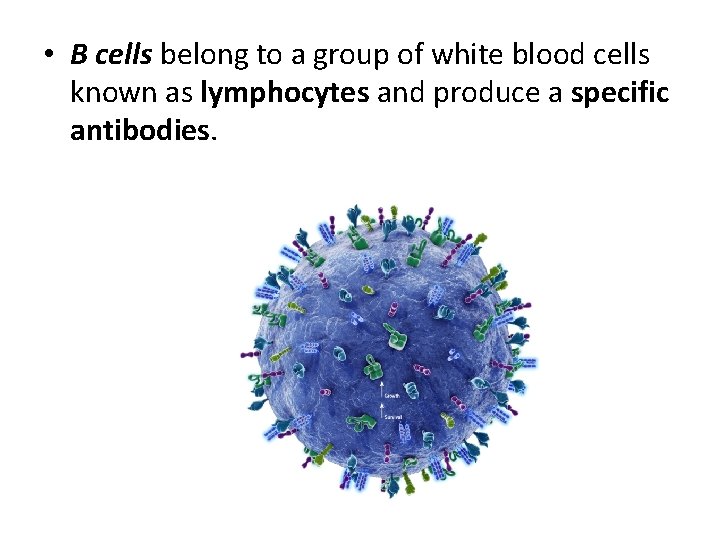  • B cells belong to a group of white blood cells known as