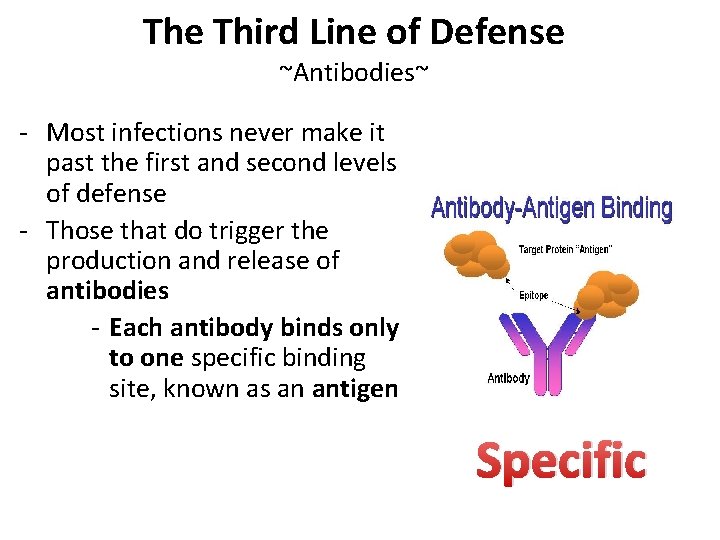The Third Line of Defense ~Antibodies~ - Most infections never make it past the