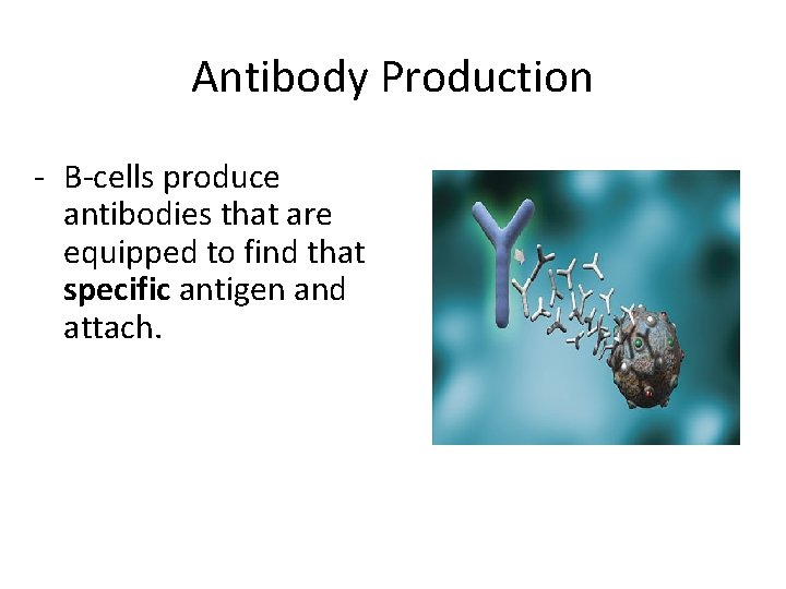 Antibody Production - B-cells produce antibodies that are equipped to find that specific antigen