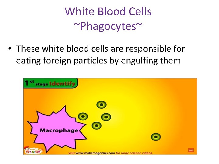White Blood Cells ~Phagocytes~ • These white blood cells are responsible for eating foreign