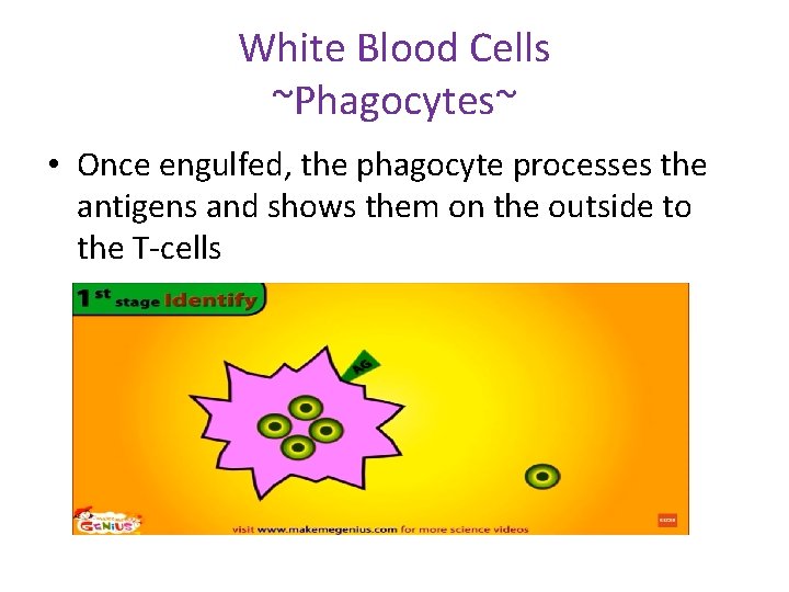 White Blood Cells ~Phagocytes~ • Once engulfed, the phagocyte processes the antigens and shows
