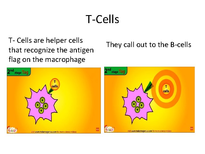 T-Cells T- Cells are helper cells that recognize the antigen flag on the macrophage